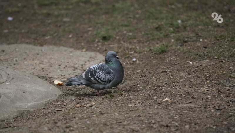      Фото: ИА «Победа26»