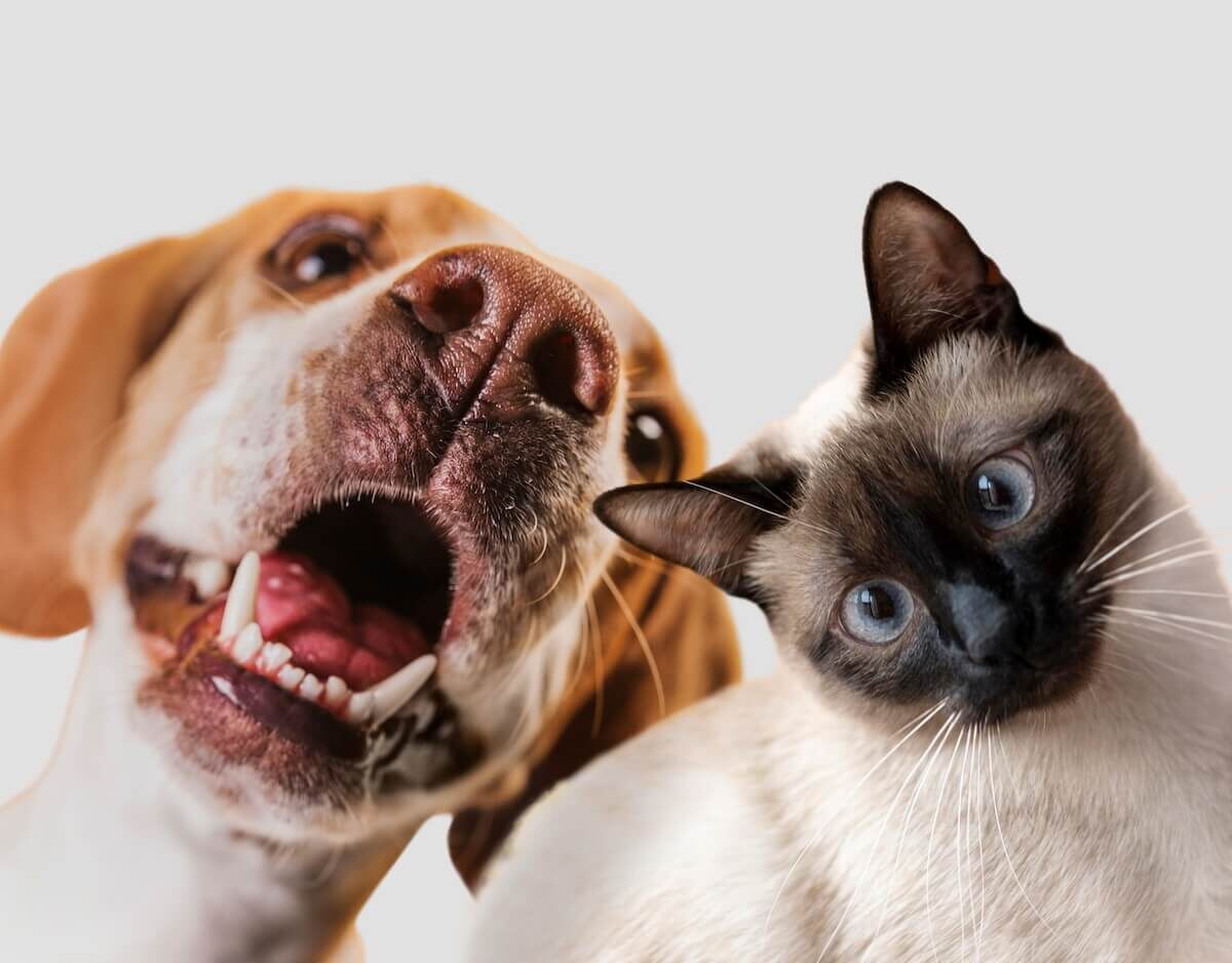    Любители собак чаще экстраверты, которым нужна структура и компания, а любители кошек — более интровертны и ценят свободу. Но это ещё не всё, что выбор питомца говорит о вас. Источник изображения: dzen.ru