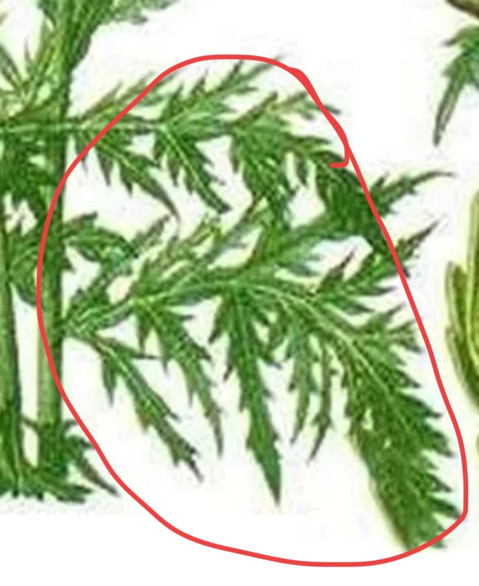 Листья артишока. Фрагмент.