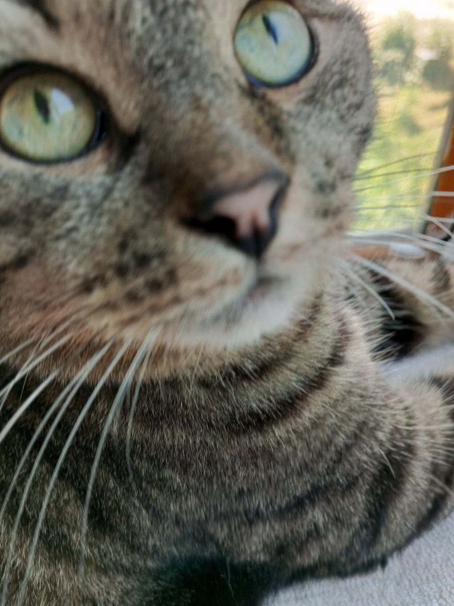 Его можно любить только за красоту)