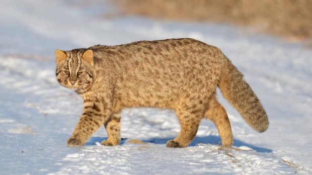 Дальневосточный лесной кот, который гулял сам по себе