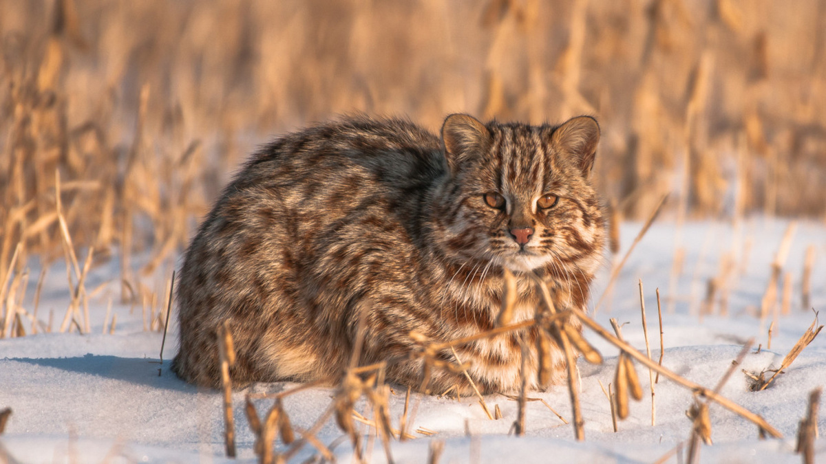 Дальневосточный лесной кот. Фото: Константин Тучин, участник конкурса РГО «Самая красивая страна»
