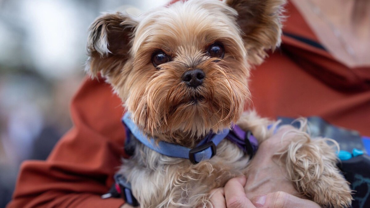    Фото: Федор Воронов/«Ямал-Медиа»