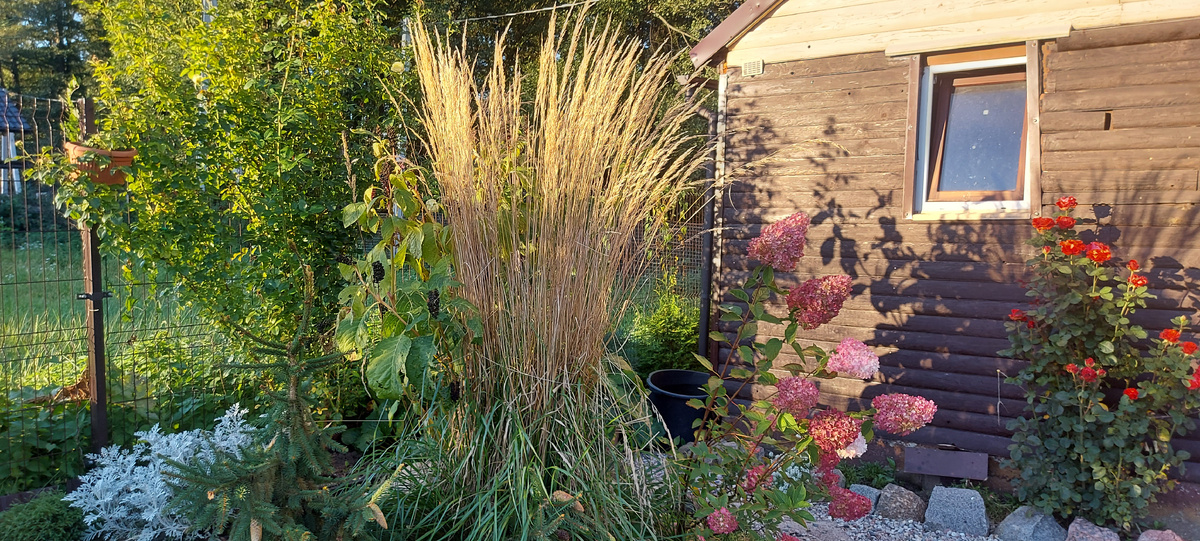 Сентябрь 2025 г. Вейник и гортензия замечательное соседство в саду.Фото автора.