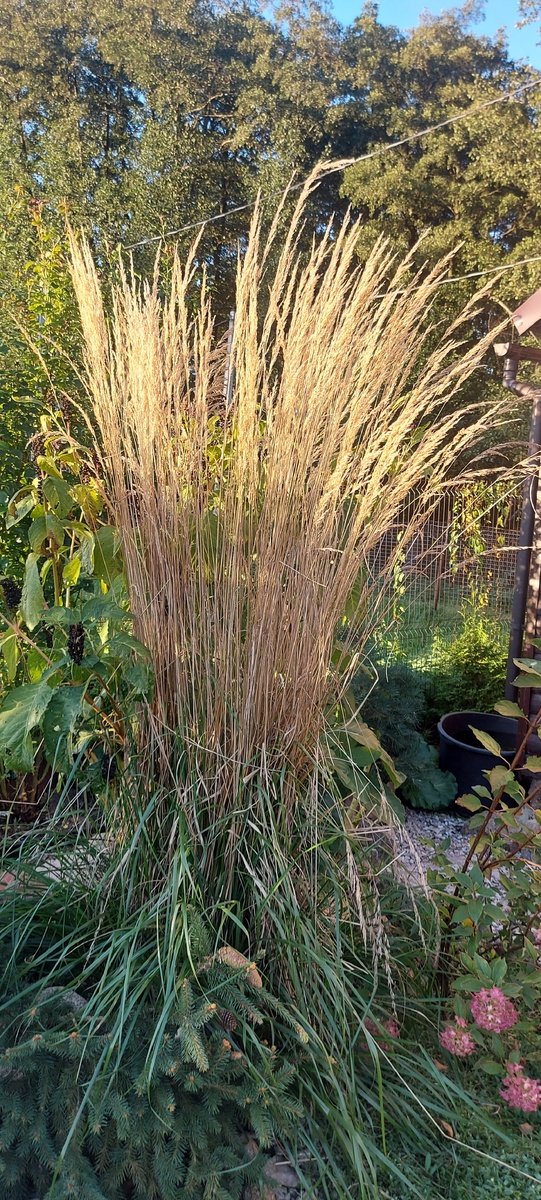 Вейник Карл Форестер. Сентябрь 2025 г. Фото автора.