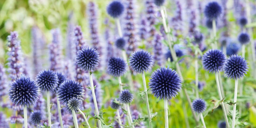 Мордовник: колючий аристократ с характером, который обожают пчелы и уважает медицина