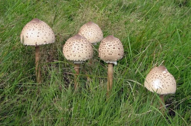    Гриб зонтик — фото, описание и как не перепутать с ложным