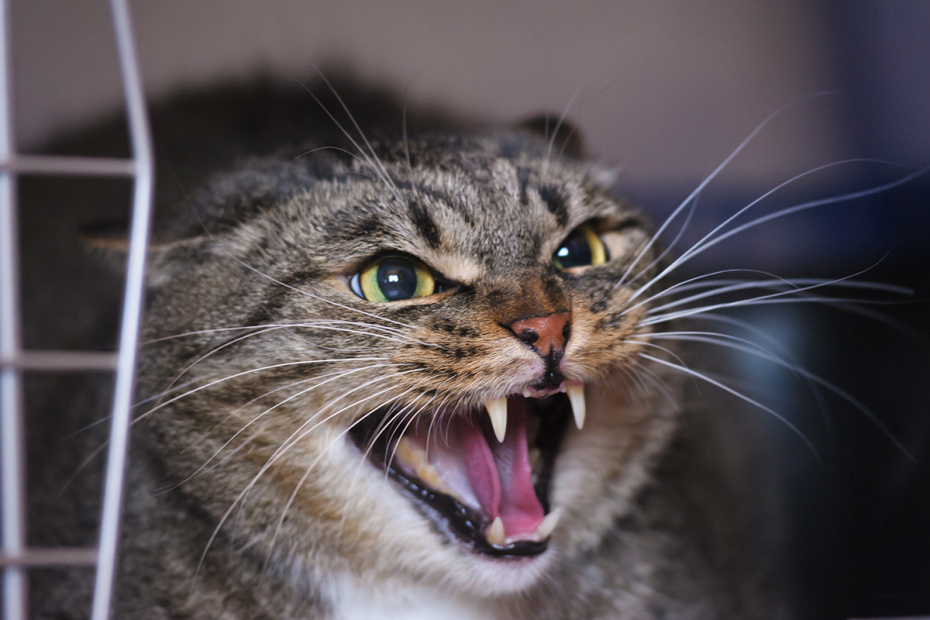    Shutterstock/FOTODOM