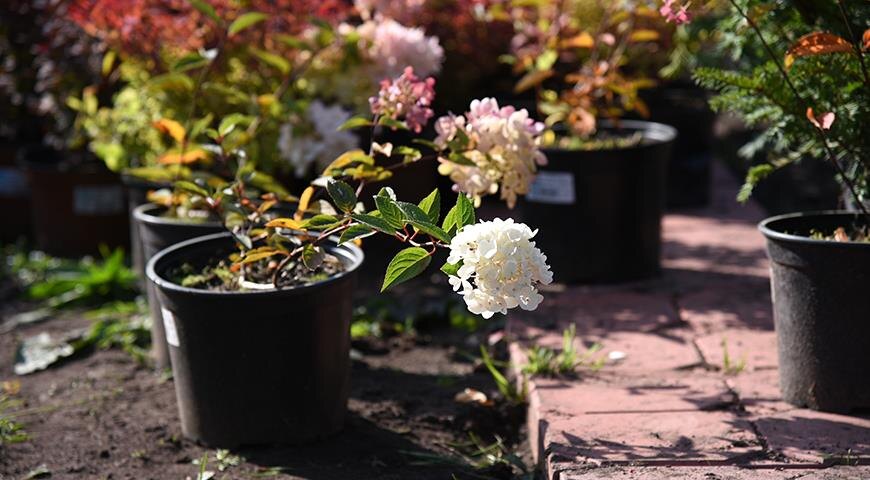 Осенью традиционно в питомниках много саженцев гортензий. Гортензии хорошо приживаются как при весенней, так и при осенней посадке. Зато осенью хорошо видно соцветие и окраска