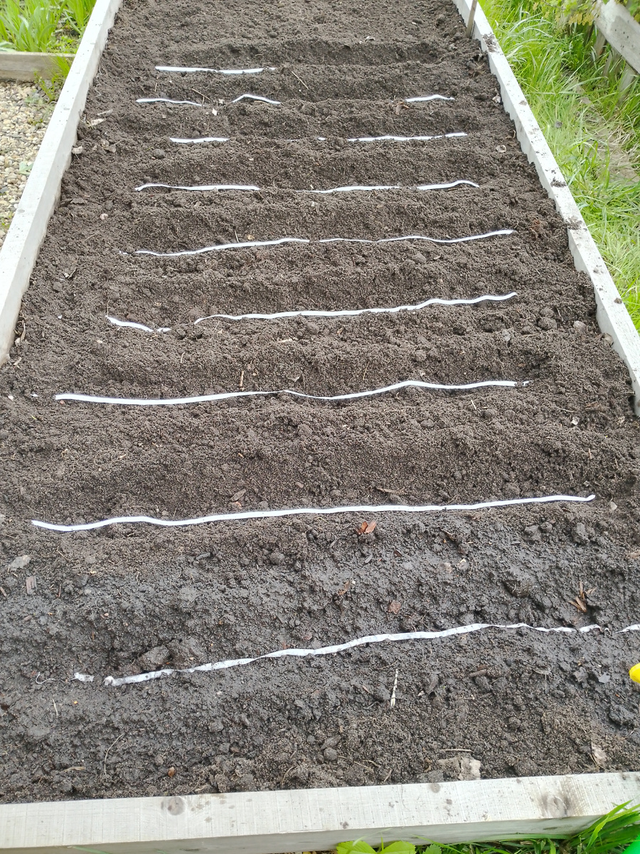 Моя грядочка весной