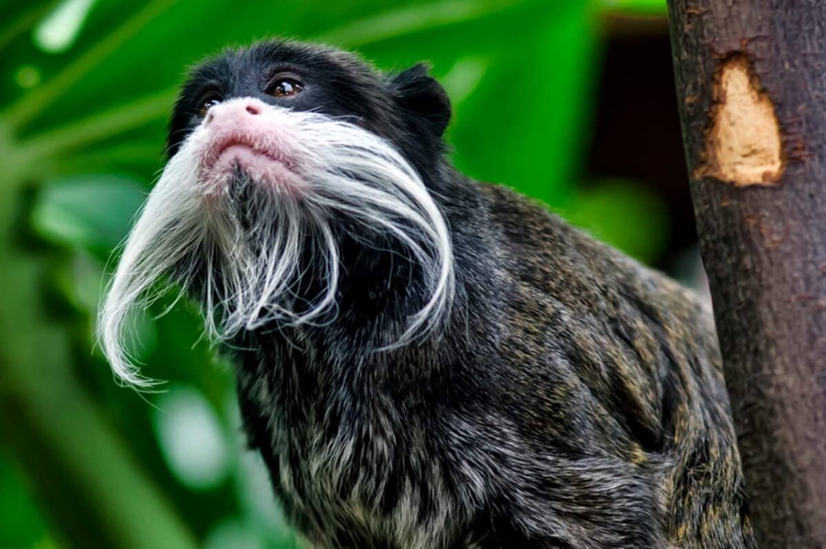    Императорский тамарин, один из многих видов обезьян, который водятся в лесах Амазонии / © G. Wilson, Wikimedia Commons