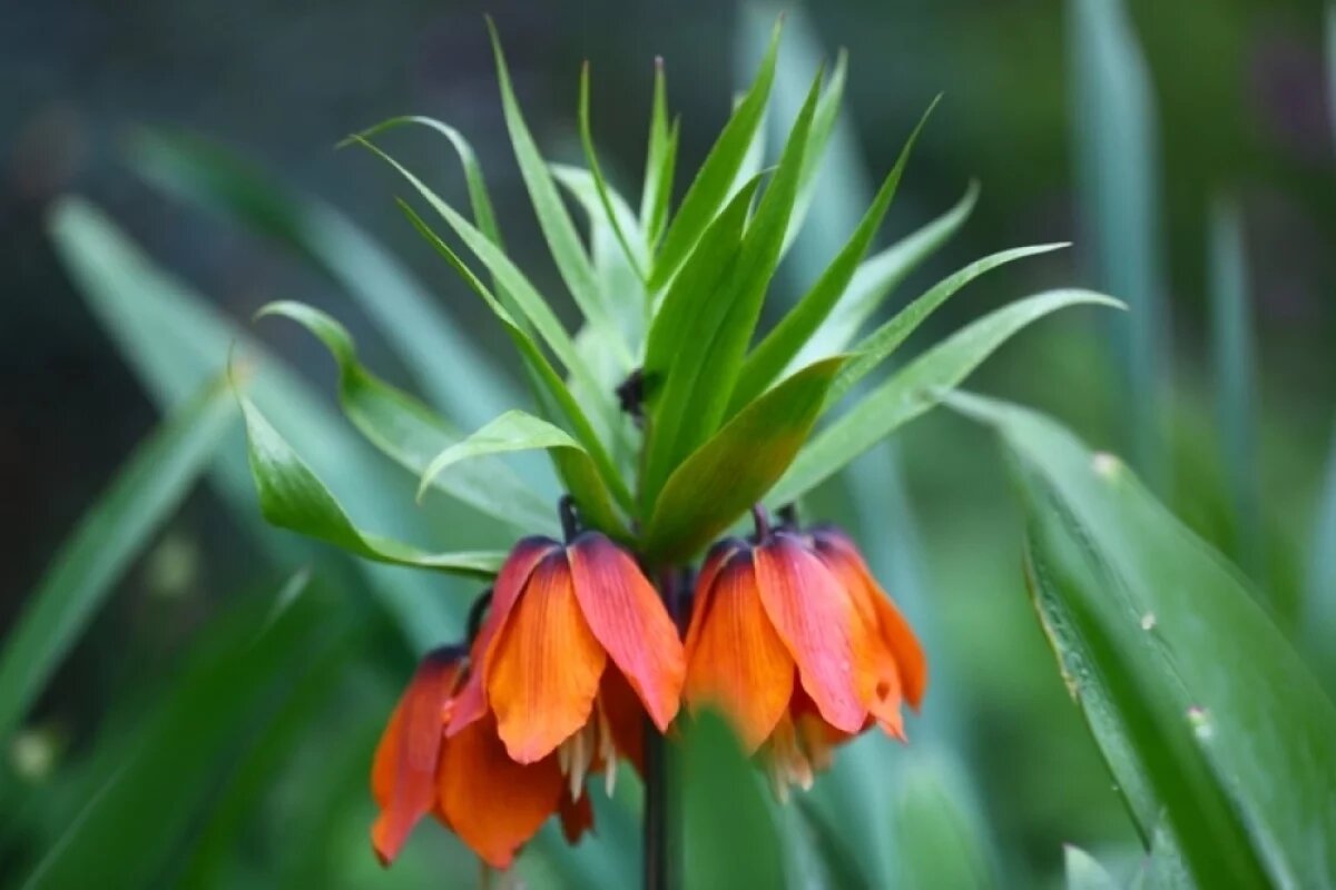    Рябчик императорский.