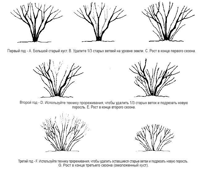 Принципы обрезки кустарников