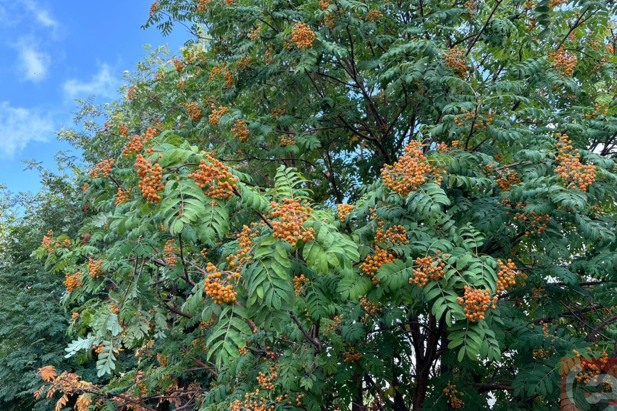    Фото: Прецедент