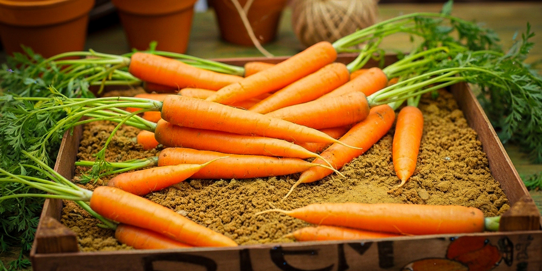 Почему ваш урожай моркови и свёклы не доживает до весны? Раскрываю секреты песка, глины и ящиков!