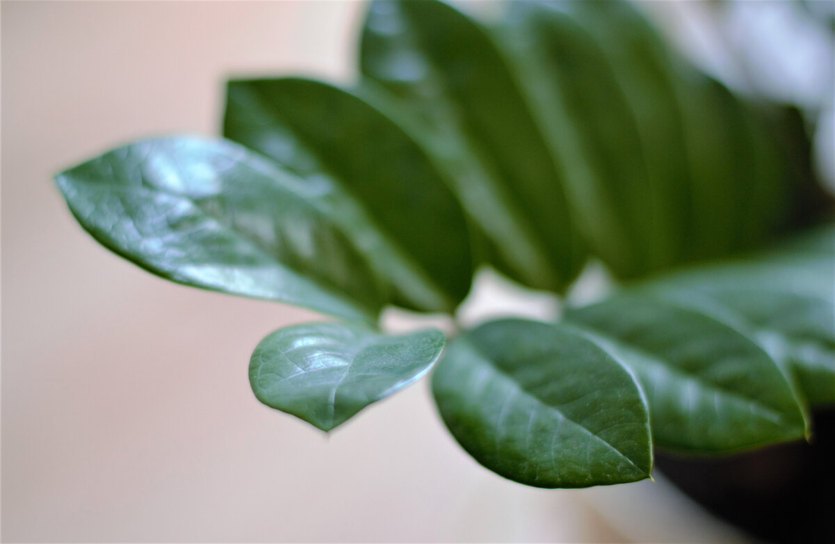 Zamioculcas zamiifolia