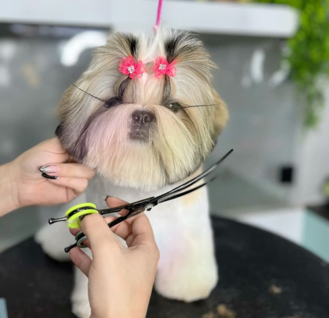 Заработок грумера