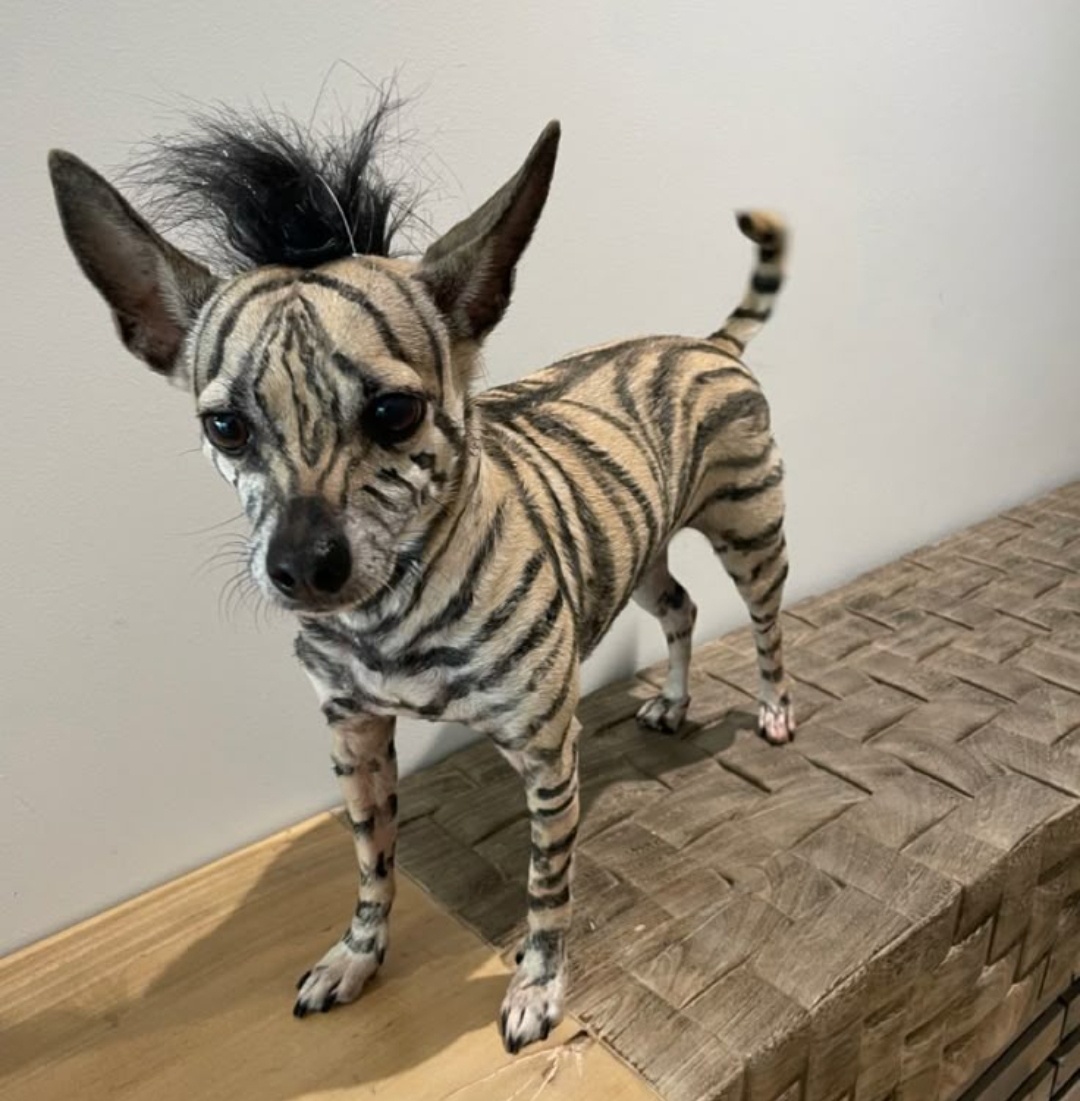 Груминг собак