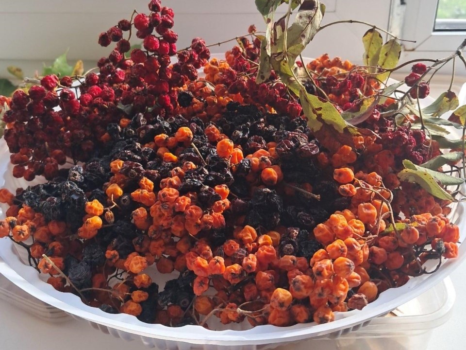    Фото: Комитет лесного хозяйства Московской области