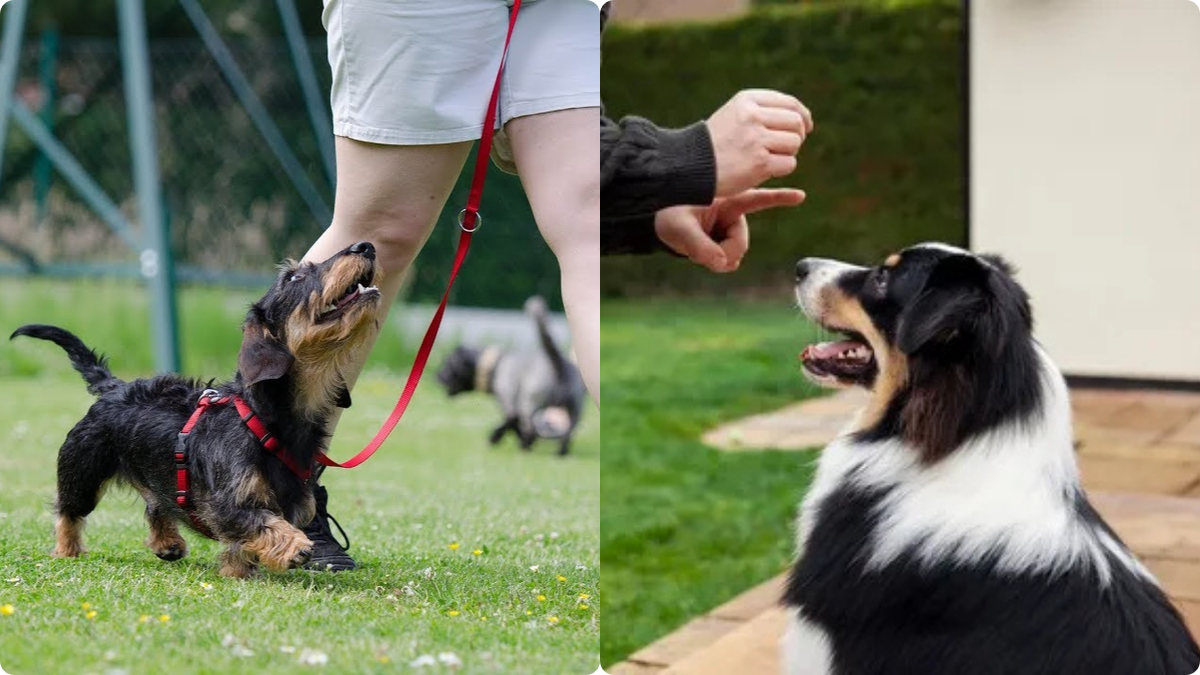 Дрессировка