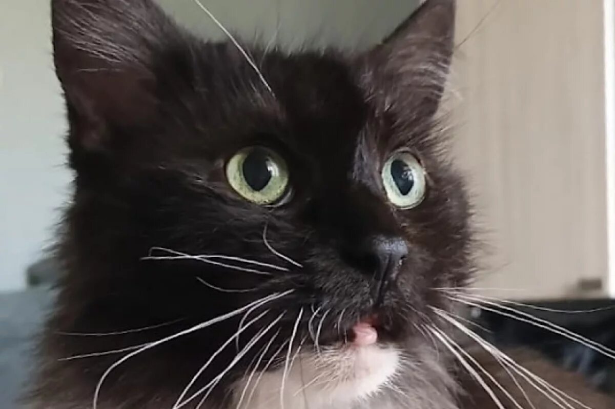    В Балаклаве частично введен карантин по бешенству