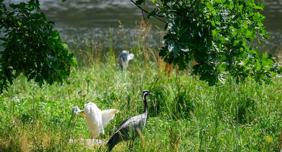    Журавль и цапля в лесопарке «Ближняя дача» в Мытищах / Медиасток.рф
