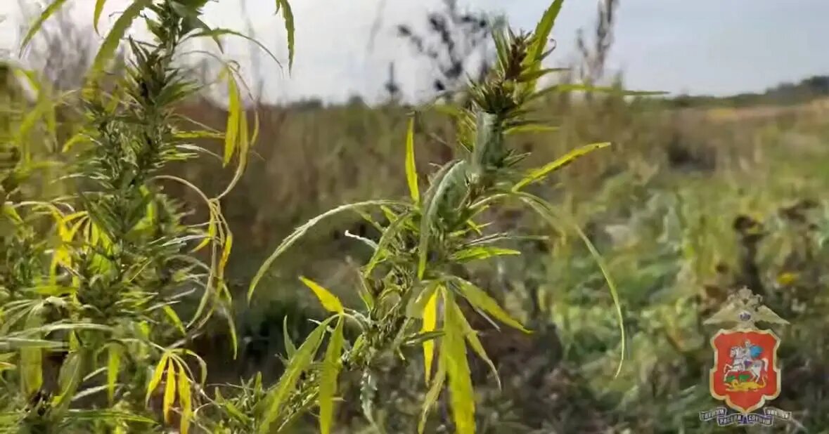    Фото: скриншот видео пресс-службы МВД по России