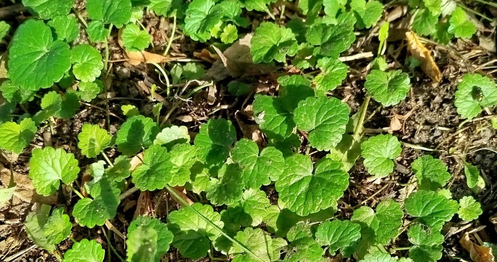 Будра, она же глехома, она же собачья мята...