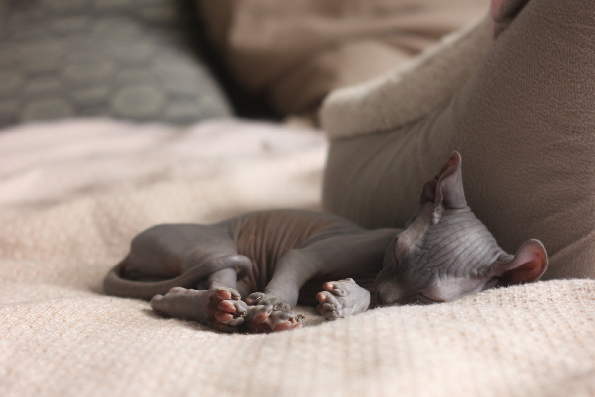 Кошка-сфинкс навсегда останется в стадии, сопоставимой с 3-х летним ребёнком