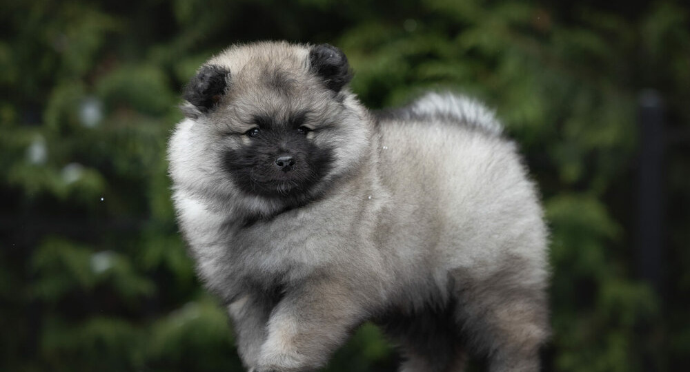 Миниатюрный волк с пушистой шубкой: 10 удивительных фактов про Кеесхонда