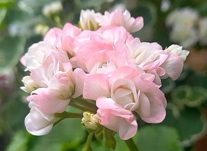 Uato Ringu.Жалко её обрезать, но надо, блин (((.