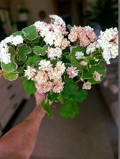 Букет из обрезанных Uato Ringu. и Nada K.