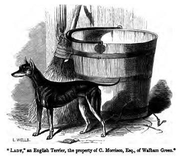 Черно-подпалый терьер