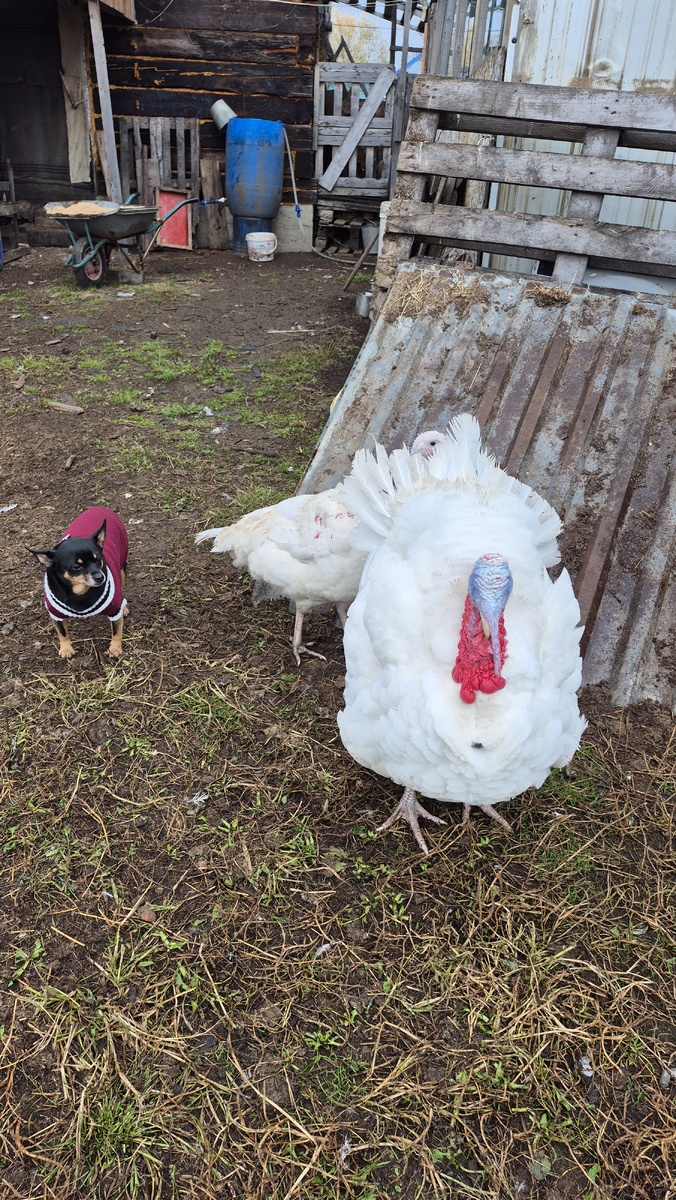 Дружба▌ Дружба животных: удивительные истории взаимопомощиДружба среди животных давно перестала быть редкостью. Сегодня ученые подтверждают, что животные способны проявлять эмпатию, сострадание и поддерживать друг друга в трудных ситуациях. Рассмотрим некоторые трогательные случаи дружбы между животными разных видов.▌ Примеры необычной дружбы▌ Оливер и БиллиОдним из ярких примеров является дружба собаки Оливера и свиньи Билли. Они живут вместе в одном доме и неразлучны даже во время прогулок. Когда Билли заболел, именно Оливер оставался рядом, поддерживая своего друга в самые тяжелые моменты.▌ Чита и ЛюсиДругая удивительная пара — обезьяна Чита и кошка Люси. Несмотря на различия в размерах и происхождении, они стали лучшими друзьями. Часто можно увидеть, как Чита делится своей едой с Люси, а та, в свою очередь, позволяет ей спать рядом.▌ Джой и УильямДжой — собака породы чихуахуа, нашла себе верного друга в лице индийского слона Уильяма. Эти двое проводят много времени вместе, играя и отдыхая бок о бок. Их связь настолько сильна, что они проявляют беспокойство, когда находятся вдали друг от друга.▌ Научные исследованияУченые продолжают изучать феномен дружбы среди животных. Исследования показывают, что многие виды обладают способностью формировать социальные связи вне зависимости от вида. Это явление известно как ксенофилия — способность любить представителей другого вида.Один из наиболее известных исследователей в области межвидовых связей — профессор Дэвид Барретт из Университета Эксетера. Его работа подтверждает, что дружелюбие и поддержка могут возникать даже между хищниками и травоядными животными.▌ ЗаключениеЭти истории напоминают нам о том, насколько глубокими и значительными могут быть отношения между животными. Дружба помогает животным справляться с жизненными трудностями, улучшает качество их жизни и демонстрирует, что мы можем учиться у природы способности заботиться о тех, кто отличается от нас.