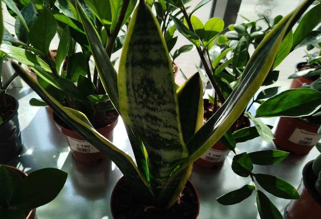  Сансевиерия