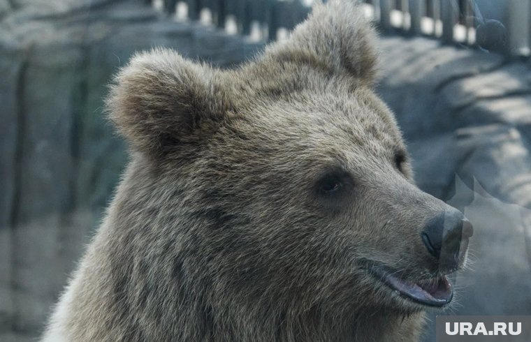    Медведя видел в центре Соликамска (архивное фото)