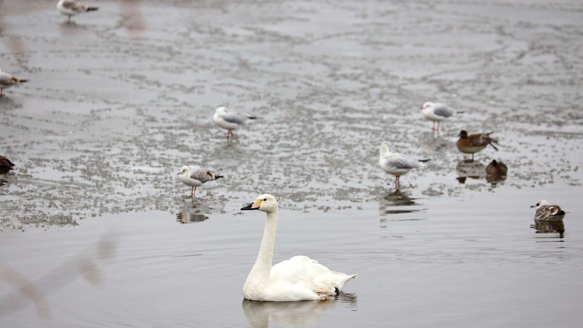    Фото: Василий Петров / «Ямал-Медиа»