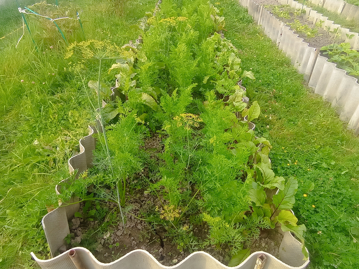 Вот такая грядочка с морковью и свеклой. Свекла в основном небольшая, какая морковь не знаю. Посаженыовощи поздно, поэтому выбирала раннеспелые сорта