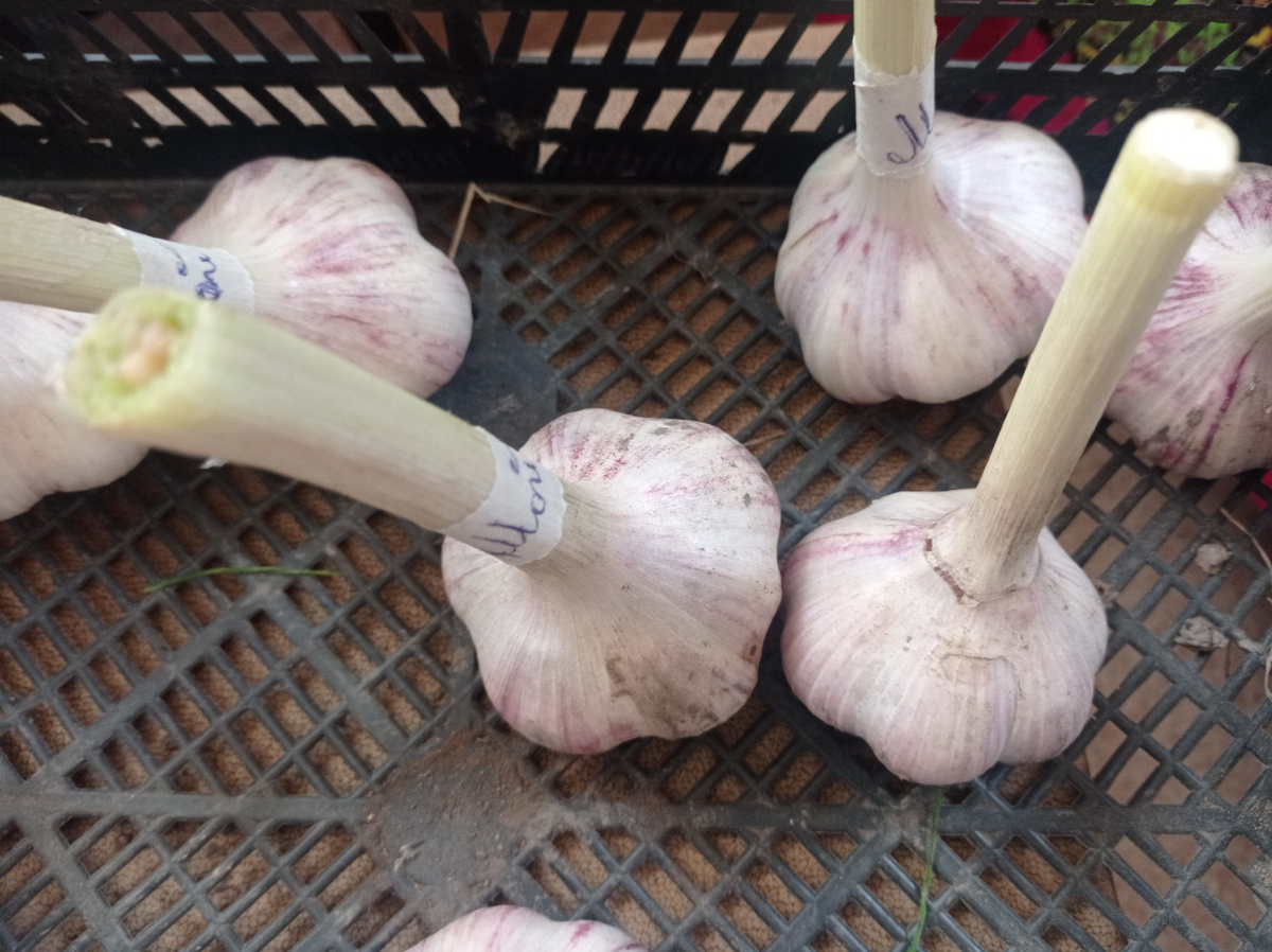 Чеснок к посадке готов, на головках подписаны сорта. Листайте галерею