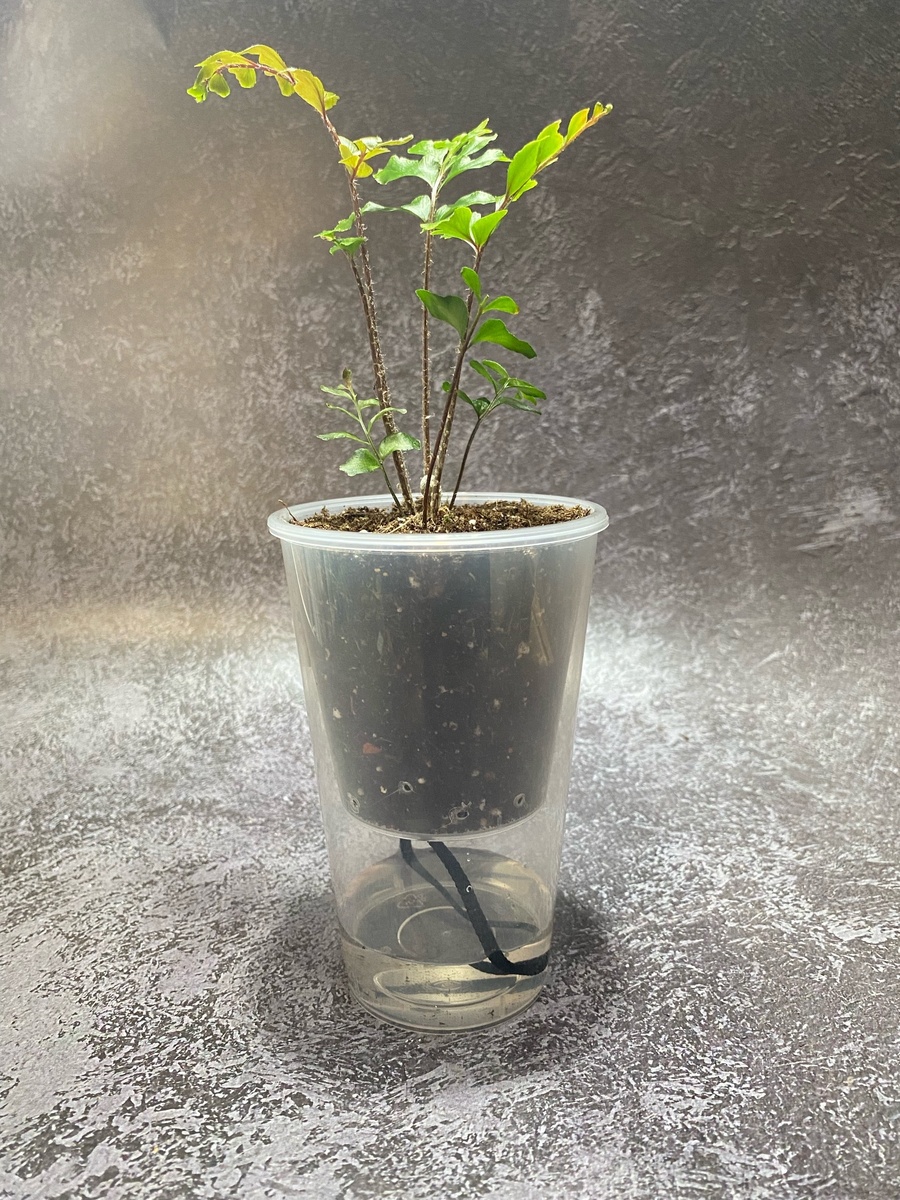 Использование горшков для фитильного полива