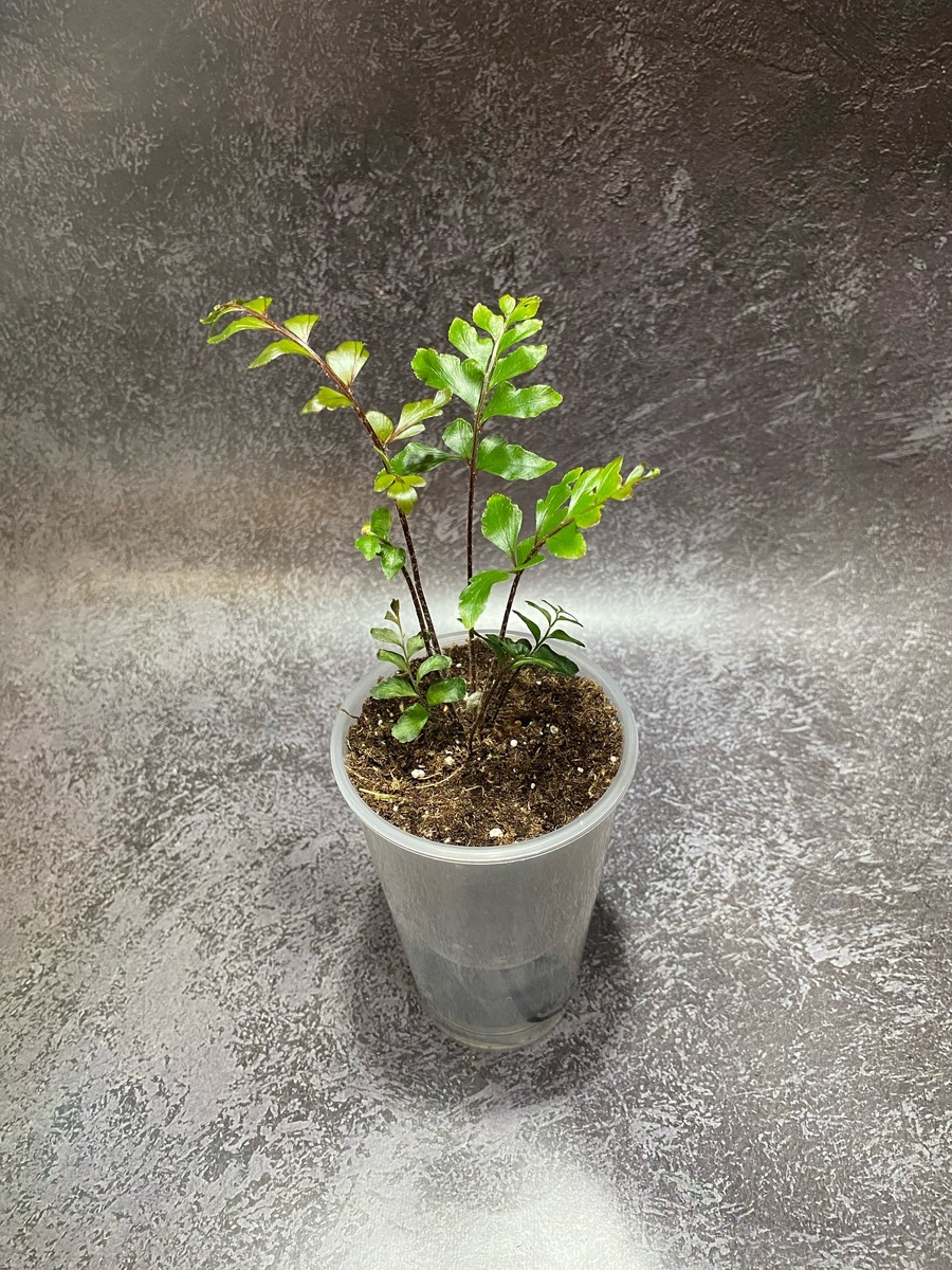 Использование горшков для фитильного полива