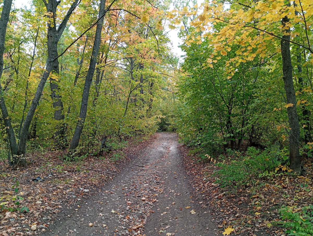 Дорога в сторону Мордовой поляны