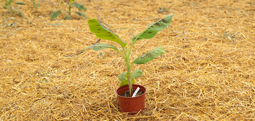 Источник: КФХ «Сотни гектар»