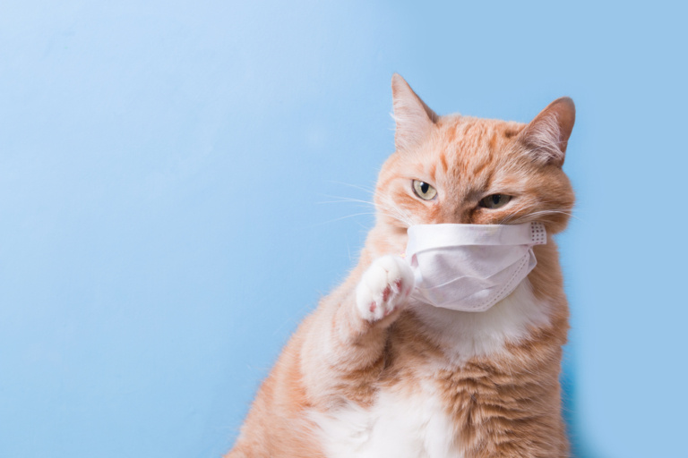 Лейкоз у кошек (ВЛК) – серьезное инфекционное заболевание, угрожающее здоровью и жизни питомца.