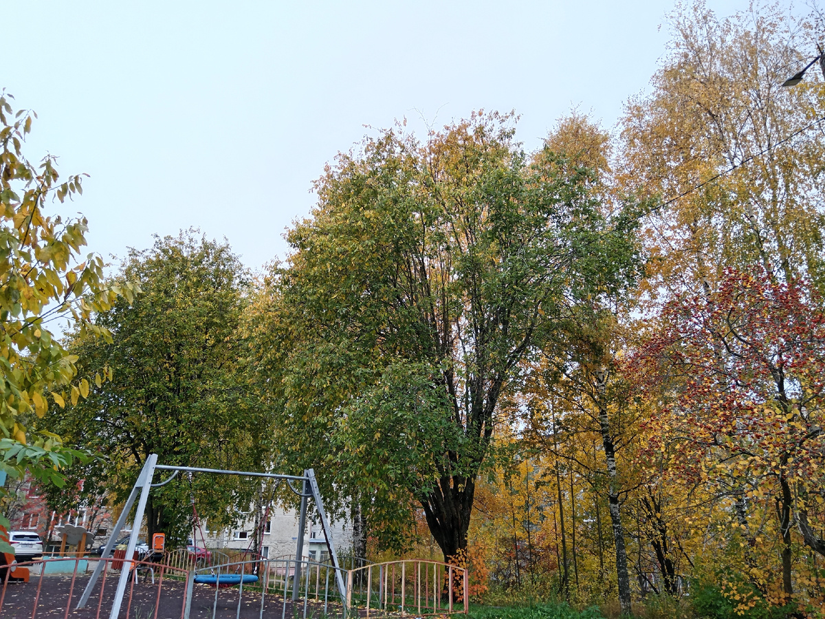 Детская площадка под кронами деревьев.