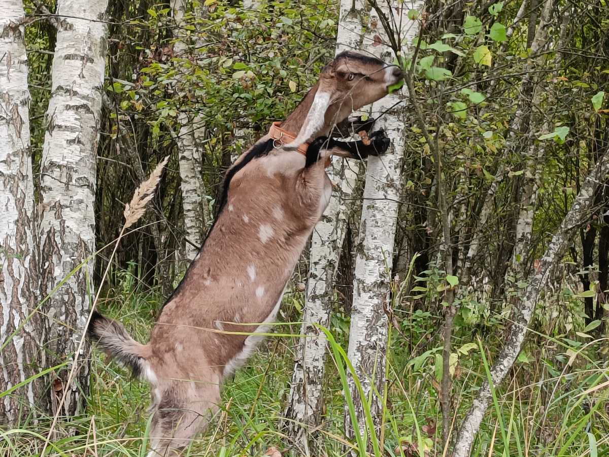 Ладушка копирует поведение взрослых коз...