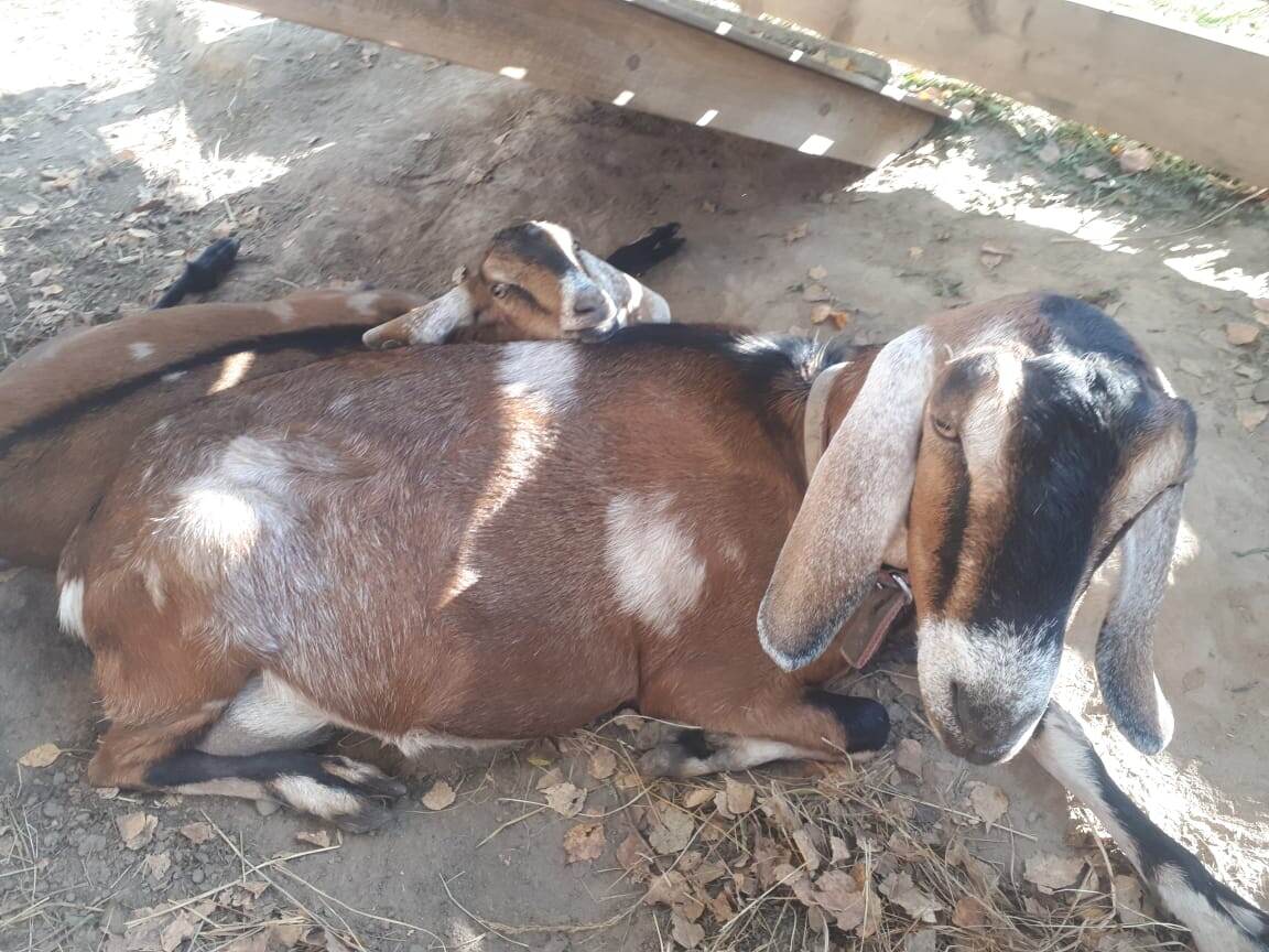 ...и всё больше становится похожа на маму Лиску
