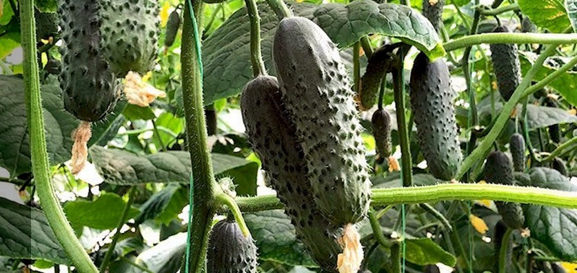 Урожайные сорта огурцов, которые я точно посажу в следующем году