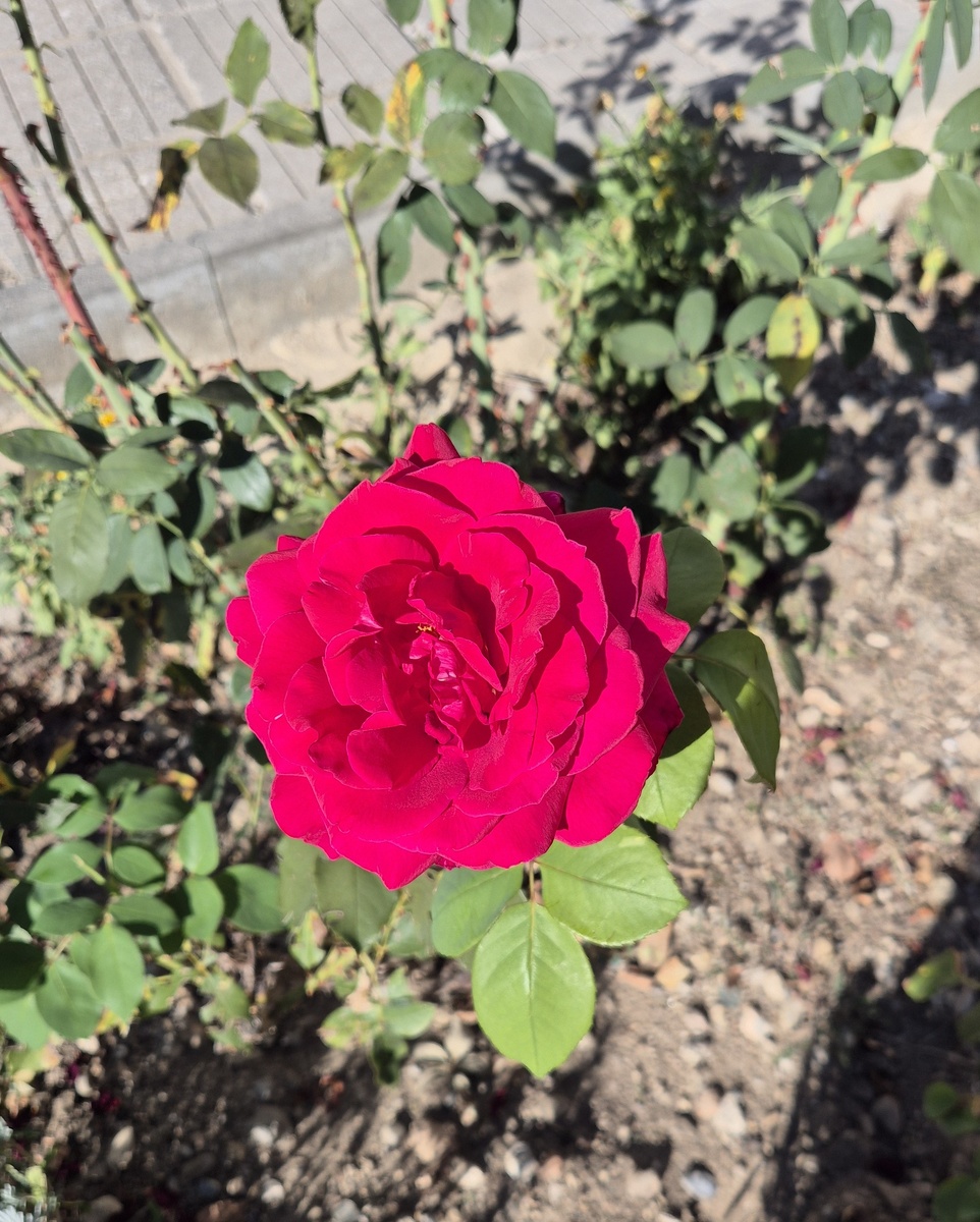 Сентябрьская роза возле дома.