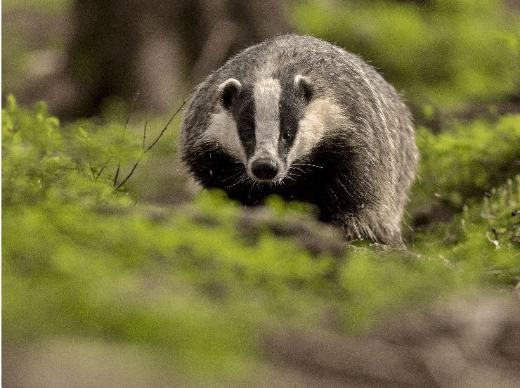Барсук (болг. язовец), скачано из свободных источников Интернета, ибо сосед его гоняет, а не фотографирует.